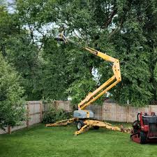 Best Tree Maintenance Programs  in Rossville, IN
