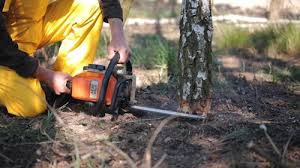 Best Pest Control for Lawns  in Rossville, IN