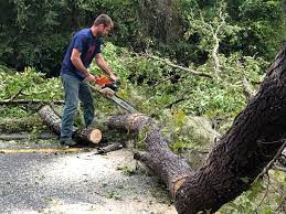 Best Lawn Renovation and Restoration  in Rossville, IN
