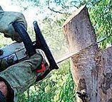 Best Tree and Shrub Care  in Rossville, IN