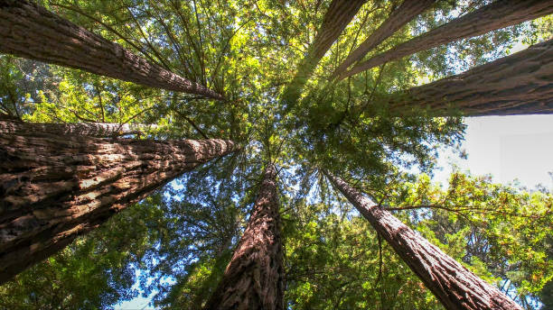 Best Arborist Consultation Services  in Rossville, IN
