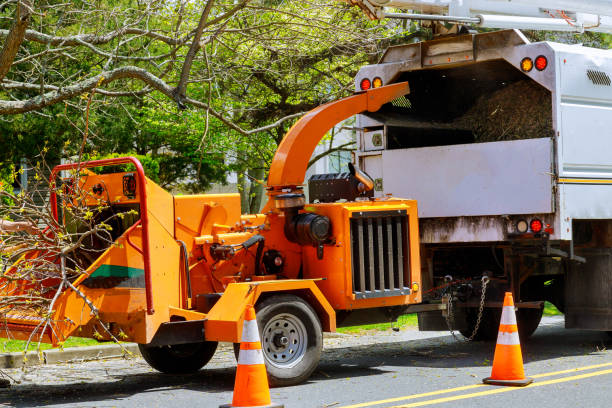 Best Storm Damage Tree Cleanup  in Rossville, IN