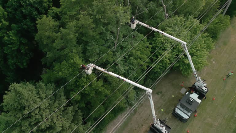 Best Fruit Tree Pruning  in Rossville, IN