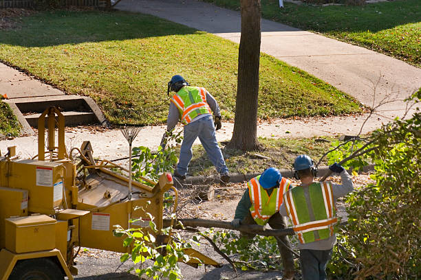 Best Lawn Maintenance Plans  in Rossville, IN