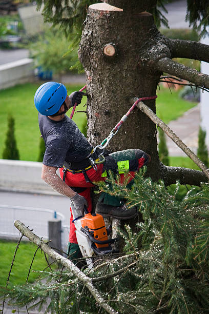  Rossville, IN Tree Removal Pros