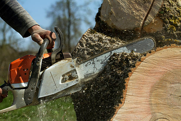 Best Tree Removal  in Rossville, IN