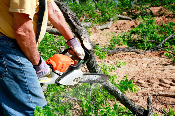 Reliable Rossville, IN Tree Removal Solutions